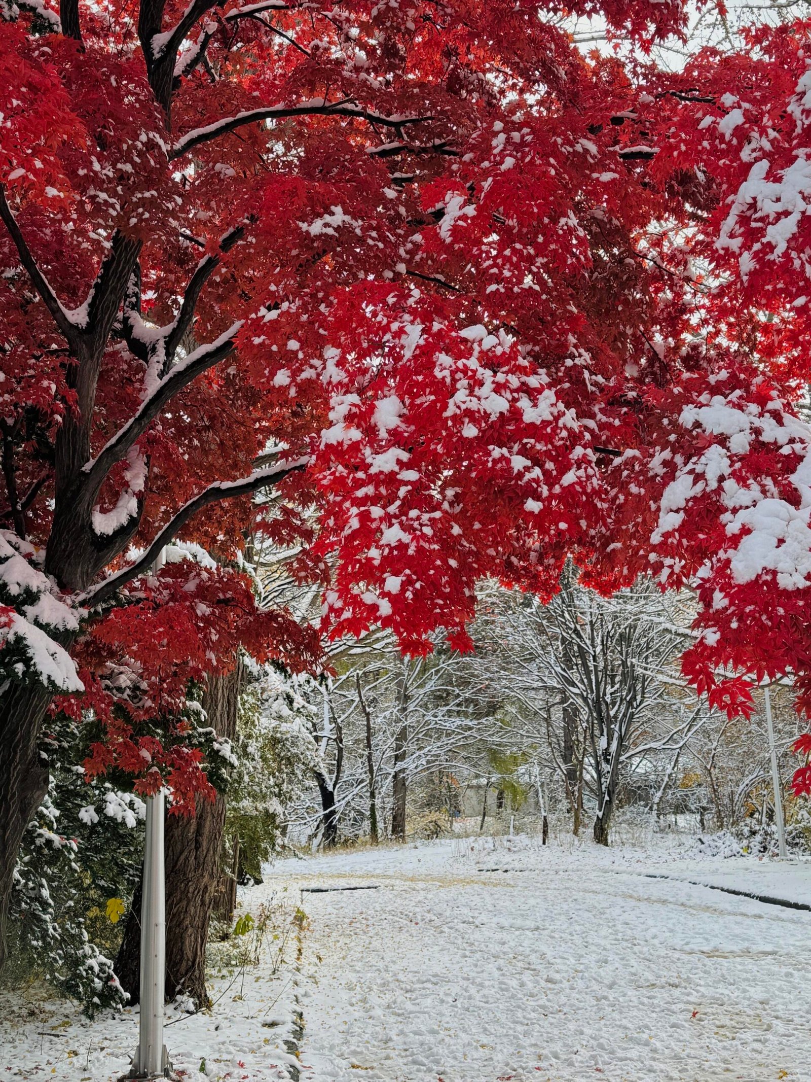 Nakajima Park