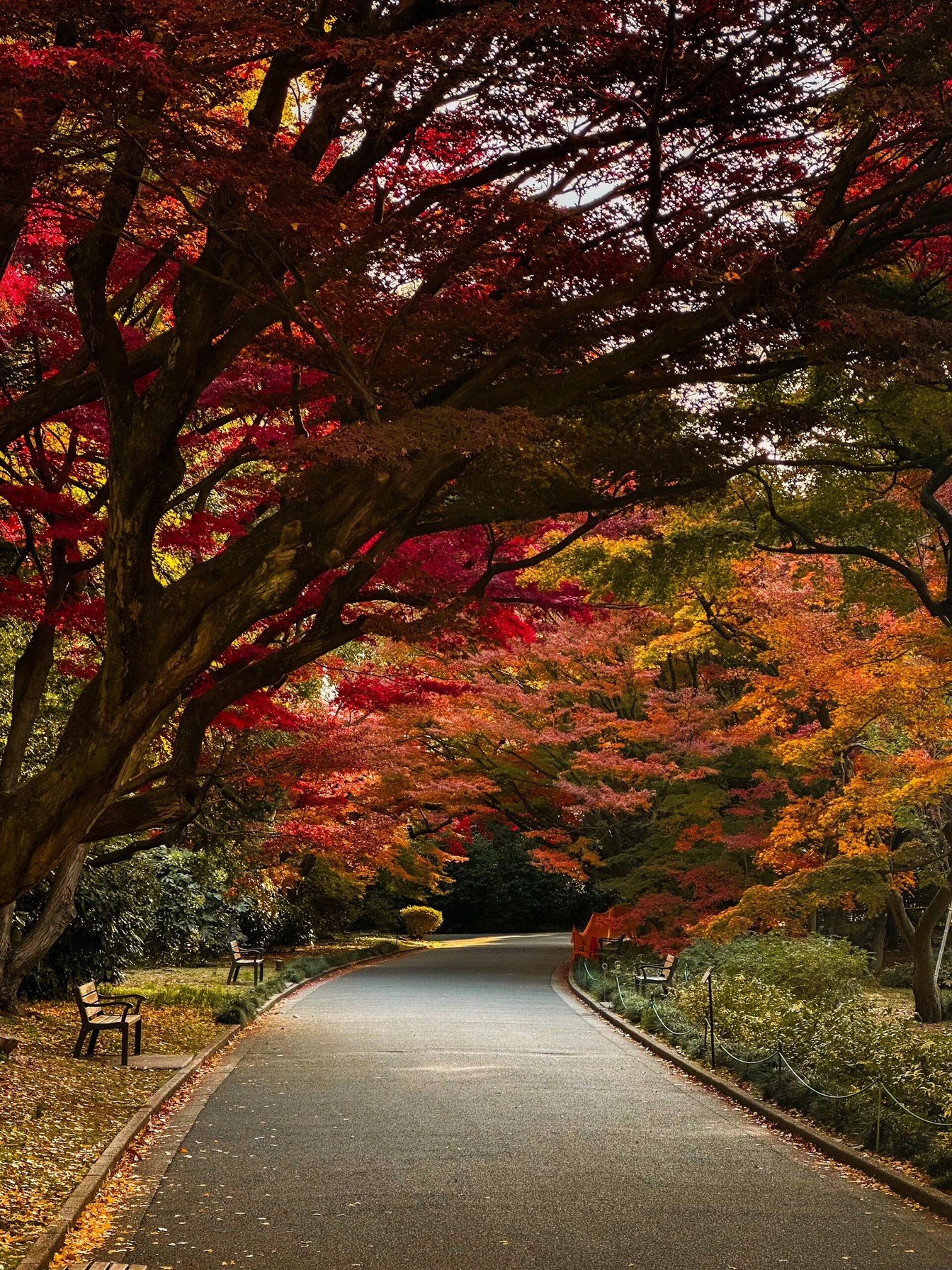 This is Shinjuku Gyoen National Garden The Garden of Words 0000 Image