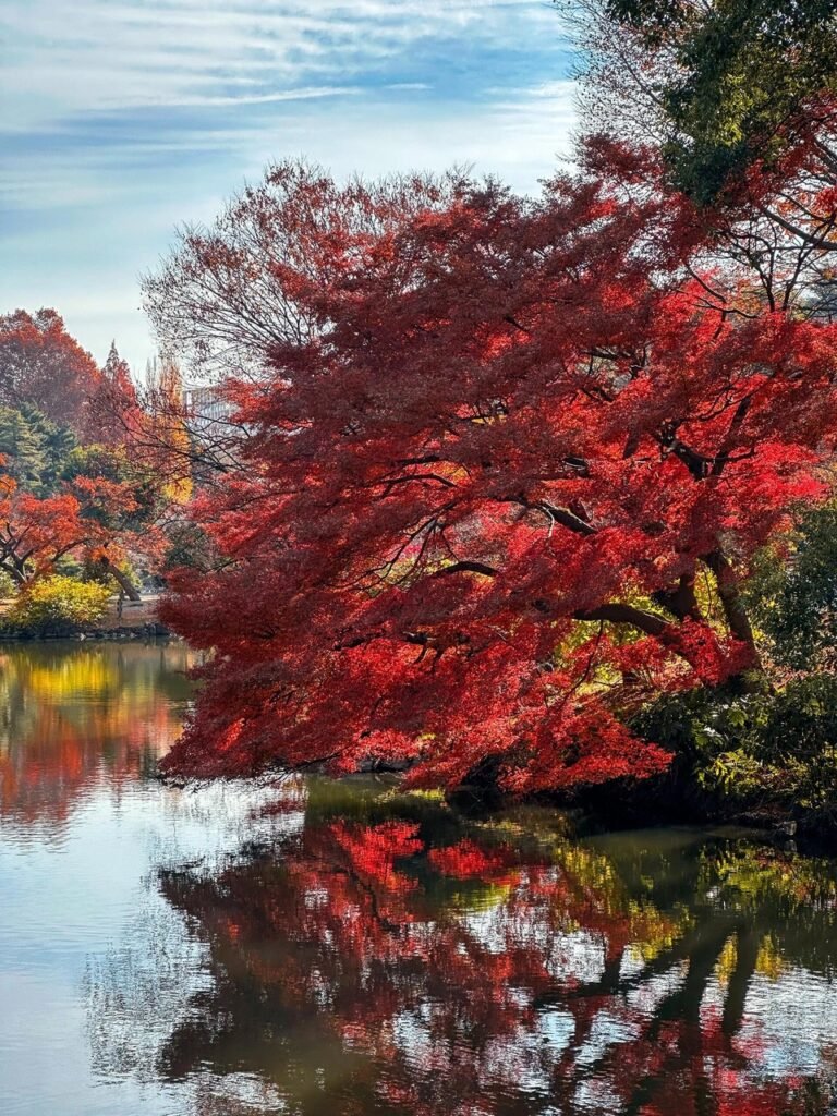 This is Shinjuku Gyoen National Garden The Garden of Words 0003 Image