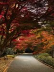 “The Garden of Words” Real-Life Locations: A Shinjuku Gyoen Guide
