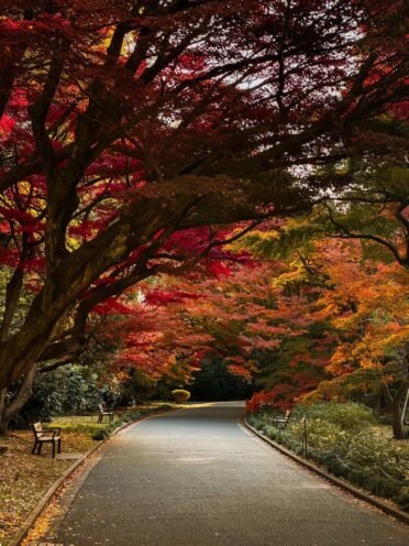 Peaceful walking paths through Shinjuku Gyoen National Garden greenery