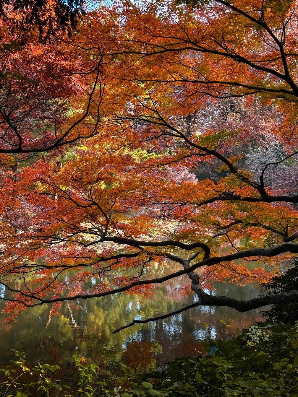 This is Shinjuku Gyoen National Garden The Garden of Words 0002 1 Image