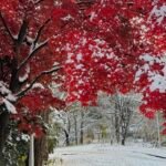 Nakajima Park walking path through snow-covered forest in Sapporo Hokkaido