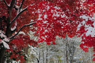 Nakajima Park walking path through snow-covered forest in Sapporo Hokkaido