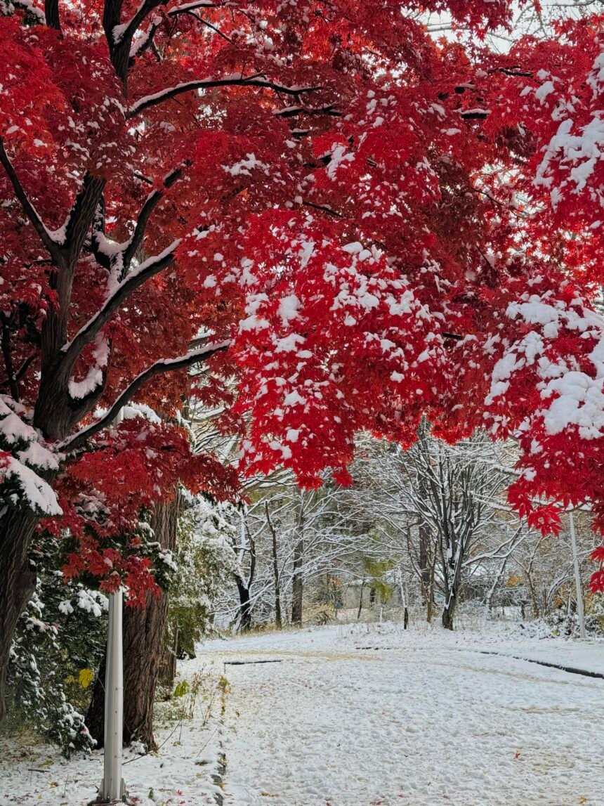 Nakajima Park walking path through snow-covered forest in Sapporo Hokkaido